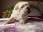�arpej, Shar-pei