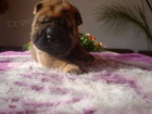 �arpej, Shar-pei