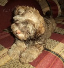 Havansk� ps�k-bi�onek.