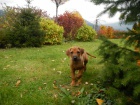 Fenky Rhod�zsk�ho ridgebacka