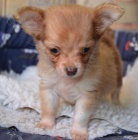 �ivava dlouhosrst�