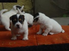 Jack Russel teri�r - prod�m �t��ata JRT