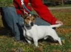 Jack Russel teri�r - prod�m �t��ata JRT
