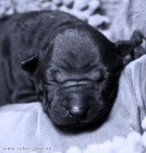 Thajsk� ridgeback - modr� a �ern� �t���tka