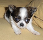 �ivava �t�n�tka