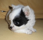 �ivava �t�n�tka