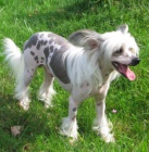 ��nsk� chocholat� pes nah��