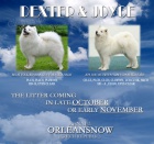 Samojed �t��ata s PP