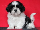 Shih-tzu, �i-tzu