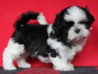 Shih-tzu, �i-tzu