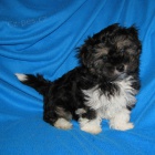 Havansk� ps�k - hava���ek