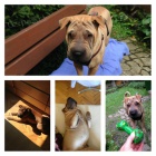 �t��ata SHAR-PEI