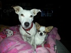 Jack russell terrier russel terier na kryt�