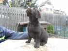 Labradorsk� retriever -�oko barva s PP