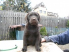 Labradorsk� retriever -�oko barva s PP