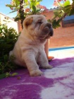 �arpej, Shar-pei
