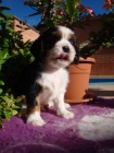 Kaval�r King Charles spaniel, KKCH�