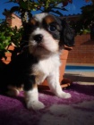 Kaval�r King Charles spaniel, KKCH�