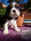 Kaval�r King Charles spaniel, KKCH�