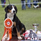 Entlebu�sk� sala�nick� pes