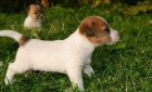 Jack Russell Teri�r - �t���tka