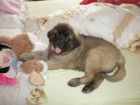 CHS - Leonberger �t��ata s PP