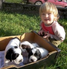 �t�n.angl.�pringr s PP