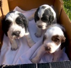 �t�n.angl.�pringr s PP