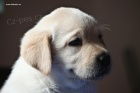 �t���tka Labrador Retriever s PP
