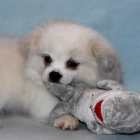 �t�n� - b�l� tibe���ek!