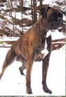 Boxer - N� pes pro V� v�born� chov.