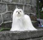 Malt�z��ek s pp