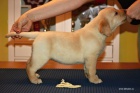 �t���tka Labrador Retriever s PP
