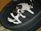 Jack Russell Teri�r