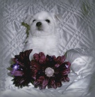 Malt�z��ek s pp