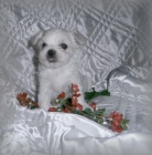 Malt�z��ek s pp