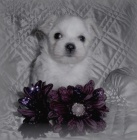 Malt�z��ek s pp