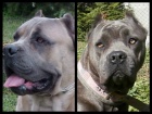 Cane Corso �t���tka prod�m