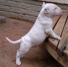  Samec a Samice mini bull teri�r �t��ata na prodej