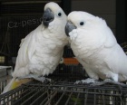 kakadu papou�ci pro prodej, 