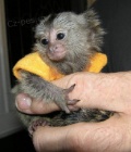Kr�sn� Marmoset Opice Na Prodej