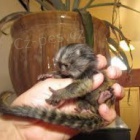 Kr�sn� Marmoset Opice Na Prodej