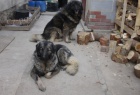 ttko-arplaninsk pasteveck pes