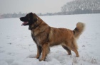 Leonberger �t��ata s PP