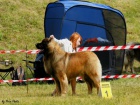 Leonberger �t��ata s PP