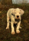 Argentinsk� doga - Dogo Argentino �t�n�tka