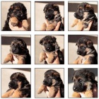 N�meck� ov��k �t��ata s pr�kazem p�vodu