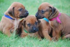 Rhod�sk� Ridgeback - �t���tka s PP