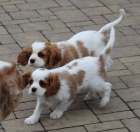 Pejsek s PP ihned k odb�ru bh kaval�r King Charles