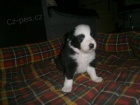 Border collie s PP